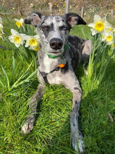 A grey and black dog lying among yellow daffodils in a grassy field.