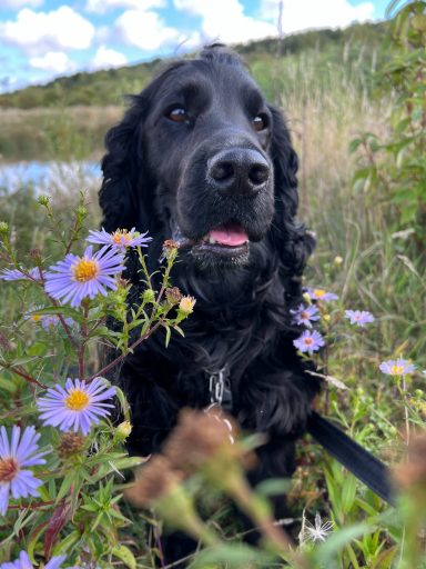 A black dog sitting among purple flowers by a water body.