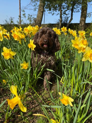 Brown dog sitting among bright yellow daffodils on a sunny day.