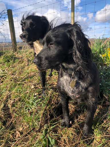 Two black dogs with shaggy fur sitting on grassy ground, looking away.