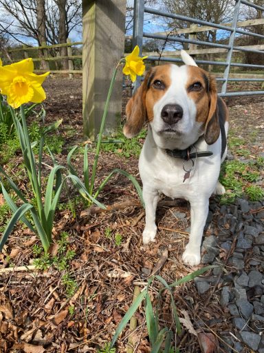 A beagle sits among daffodils with a rustic wooden gate in the background.